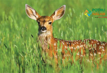 deer information in tamil