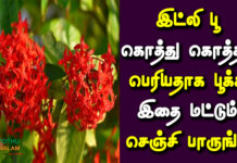 flowers that grow in italy in tamil