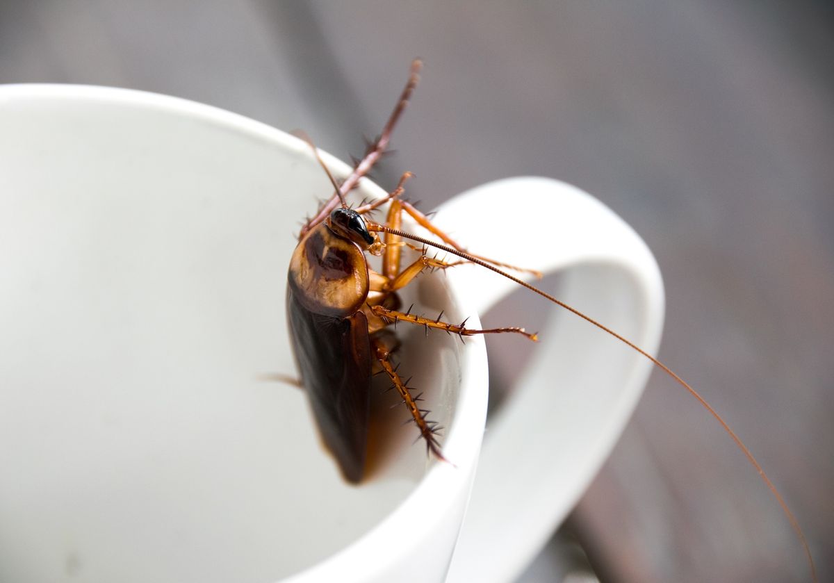 how long can a cockroach live without its head in tamil