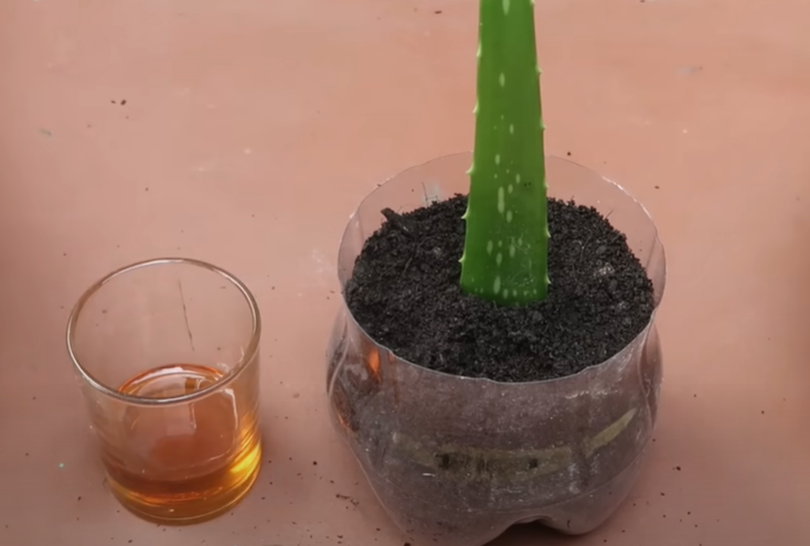 how to grow aloe vera from cuttings