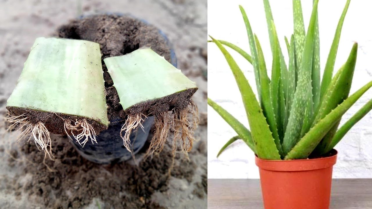 how to grow aloe vera from cuttings