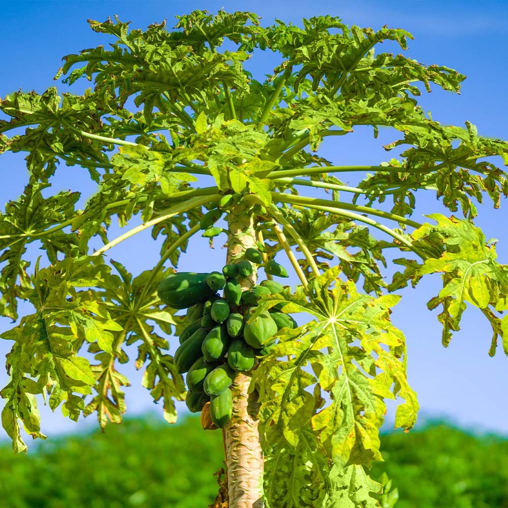 how to grow papaya in tamil 