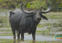 information about buffalo in tamil
