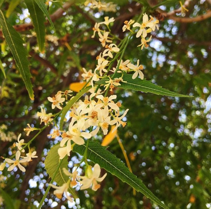 neem flower in tamil 