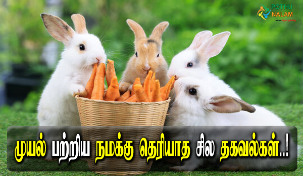 rabbit information in tamil