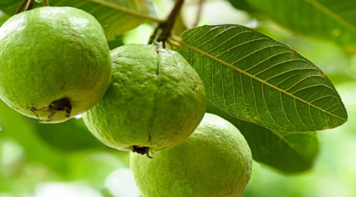 Benefits of Guava Fruit in Tamil