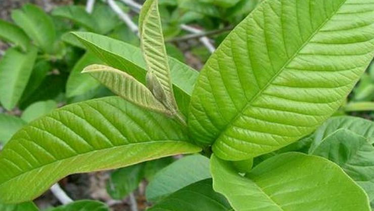 Benefits of Guava Tree Leaves in Tamil