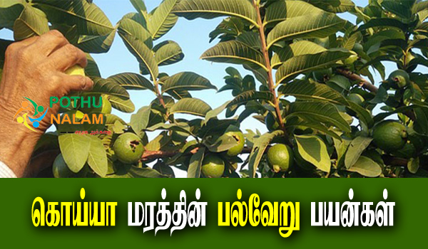 Benefits of Guava Tree in Tamil