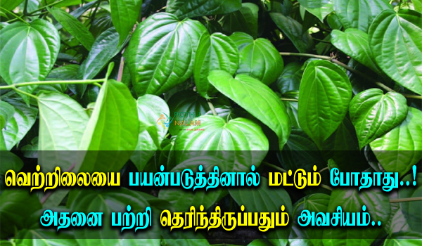 Betel Leaf Multipurpose in Tamil