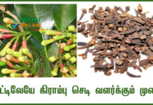 Clove Plant Cultivation at Home in Tamil