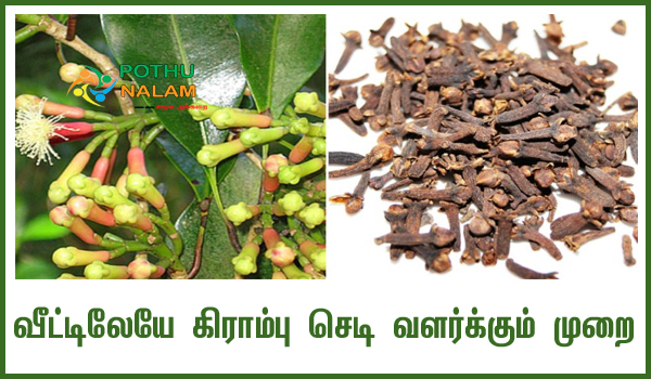 Clove Plant Cultivation at Home in Tamil