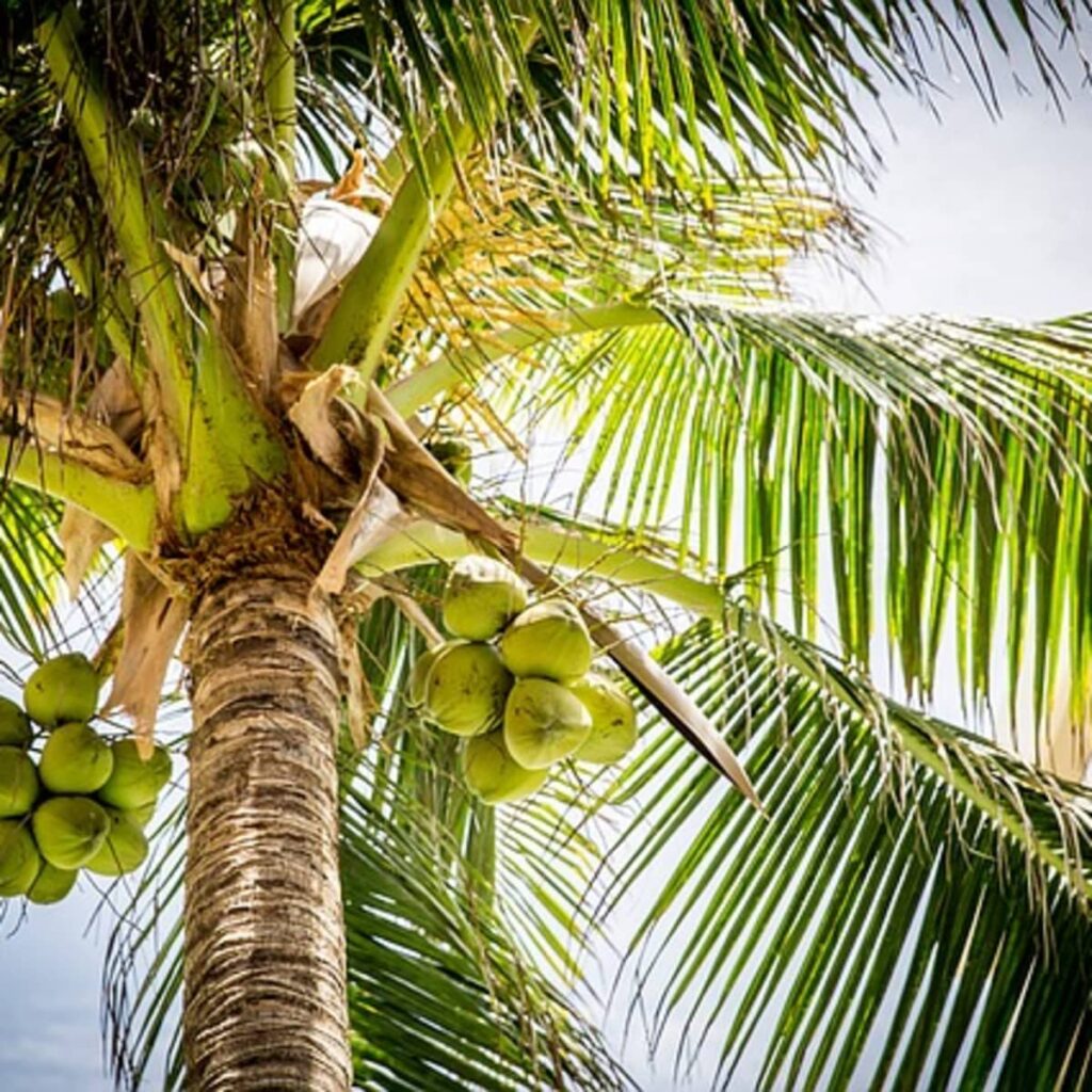 Coconut Tree in Tamil