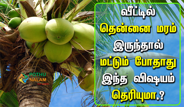 Coconut Tree in Tamil