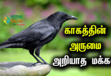 Facts About Crow in Tamil