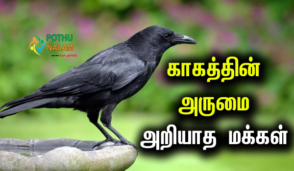 Facts About Crow in Tamil