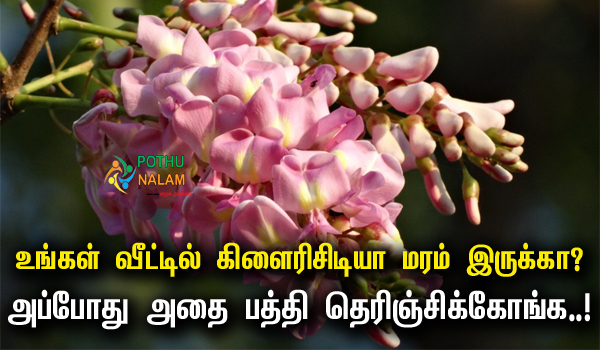 Gliricidia Tree in Tamil