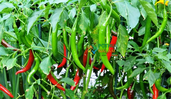 Homemade Fertilizer for Chilli Plants in Tamil