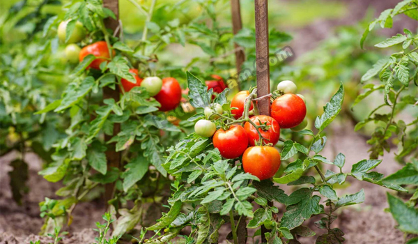 Homemade Fertilizer for Tomato Plants in Tamil
