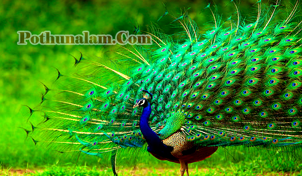 How Did The Name Peacock Come About in Tamil