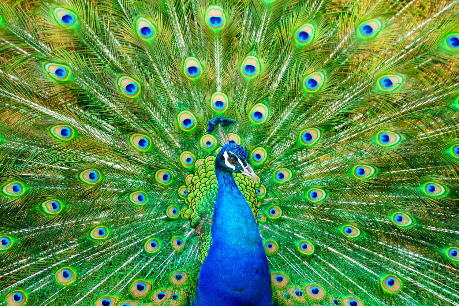 How Did The Name Peacock Come About