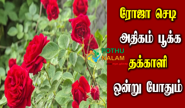 How To Make Roses Bloom Quickly in Tamil