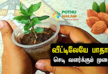 How to Grow Almond Plant at Home in Tamil