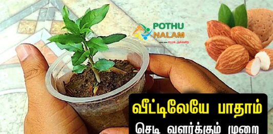 How to Grow Almond Plant at Home in Tamil
