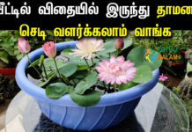 How to Grow Lotus Plant at Home in Tamil