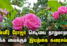 How to Grow Paneer Rose Plant in Tamil