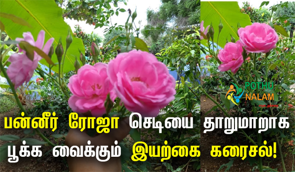 How to Grow Paneer Rose Plant in Tamil