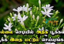 How to More Flowers Bloom on The Mullai Plant in Tamil