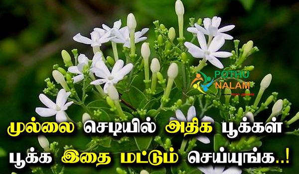How to More Flowers Bloom on The Mullai Plant in Tamil
