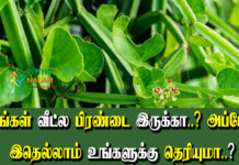  Multi Purpose of Pirandai in Tamil