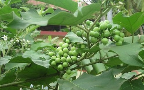 Natural Fertilizer for Turkey Berry Plants in Tamil