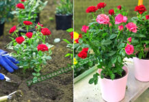 Rose Plant Grow Tips in Tamil