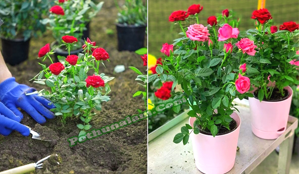 Rose Plant Grow Tips in Tamil