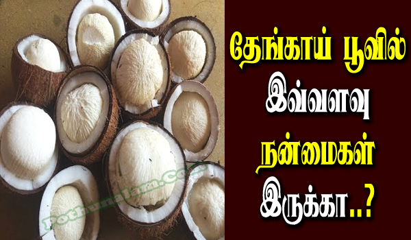 Thengai Poo Benefits in Tamil 