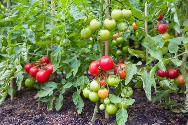 Tips to Get More Fruit from Tomato Plant in Tamil