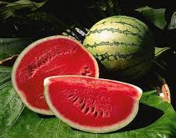 Watermelon Shop Business Plan in Tamil