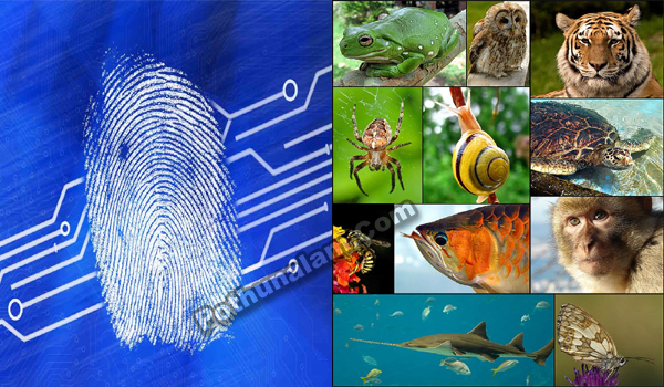 What Animal has Fingerprints Similar to Humans in Tamil