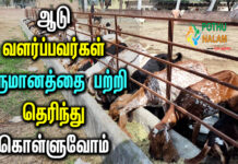 What is The Monthly Income From Goat Farming in Tamil 