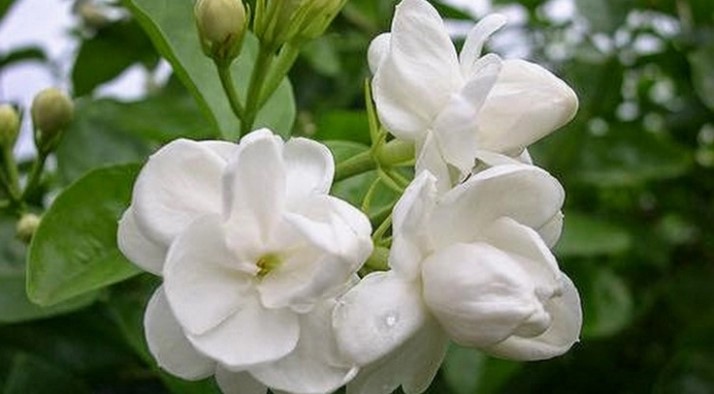 What is the Reason for the Name Jasmine Flower Come About in Tamil