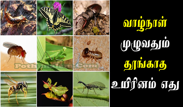 Which Creature Does Not Sleep in Tamil