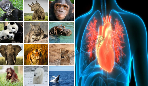 Which Creature has the Largest Heart in the World in Tamil