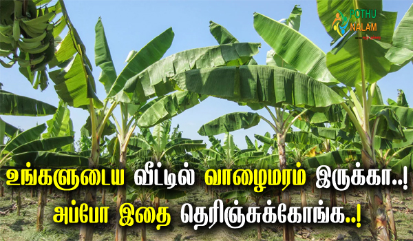 banana tree multi purpose in tamil