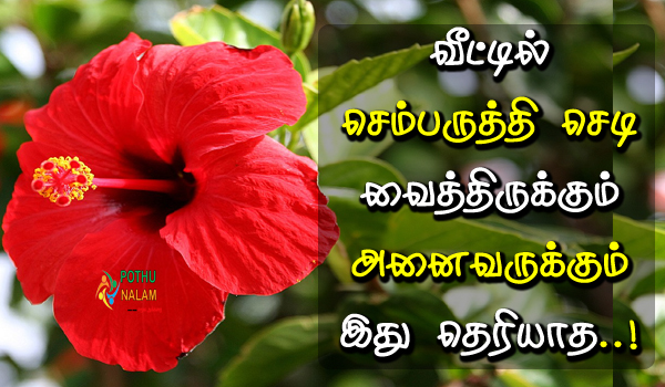 hibiscus tree multi purpose in tamil