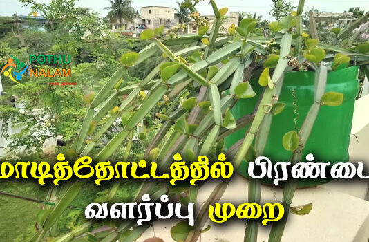 how to grow pirandai at home in tamil