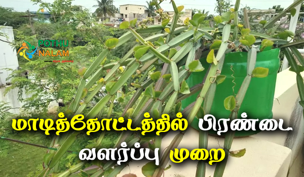 how to grow pirandai at home in tamil