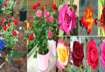 how to grow rose plant at home in tamil
