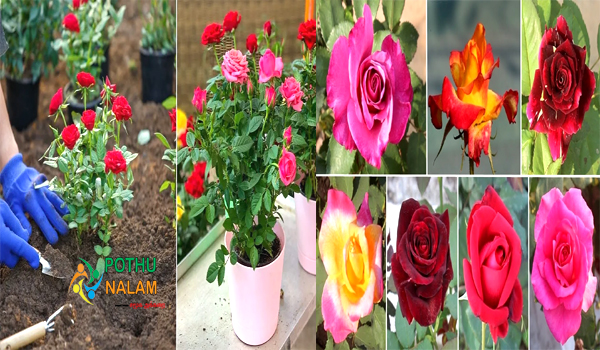how to grow rose plant at home in tamil